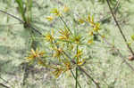 Sharpscale flatsedge